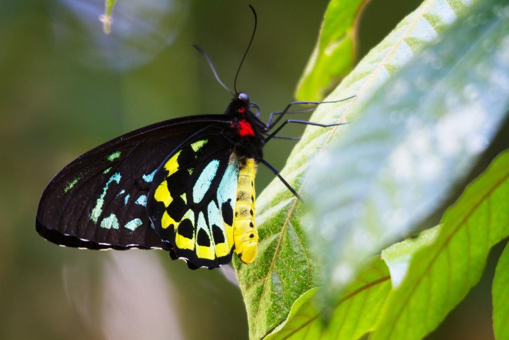 Crater Lakes Rainforest Cottages Yungaburra Εξωτερικό φωτογραφία