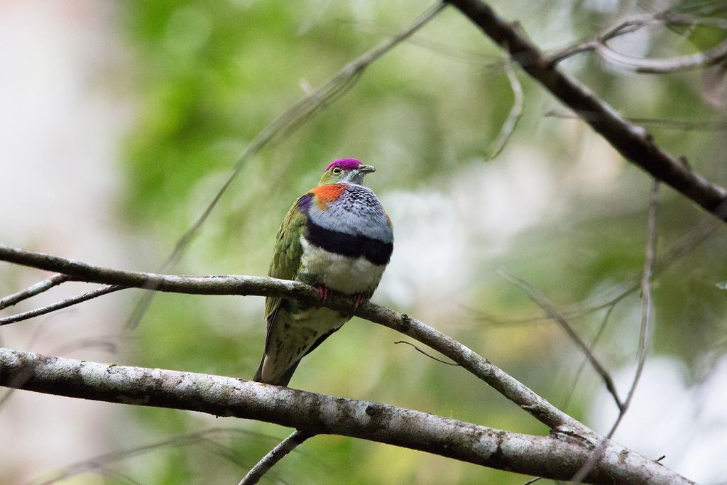 Crater Lakes Rainforest Cottages Yungaburra Εξωτερικό φωτογραφία