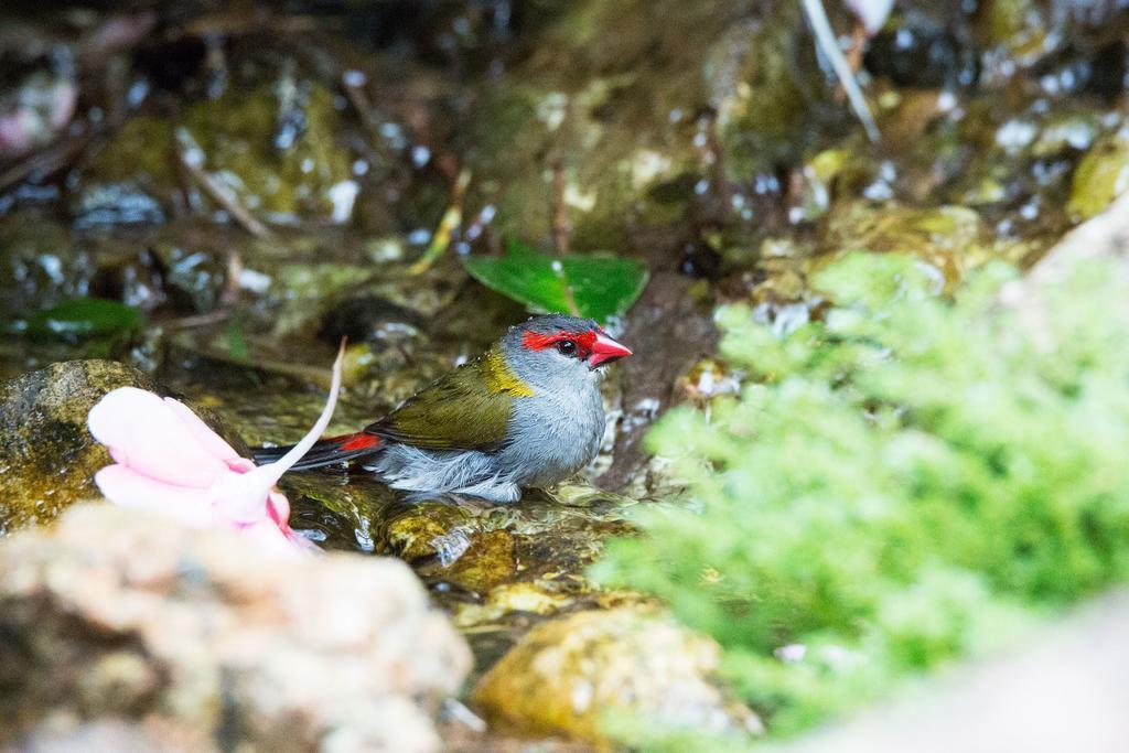 Crater Lakes Rainforest Cottages Yungaburra Εξωτερικό φωτογραφία