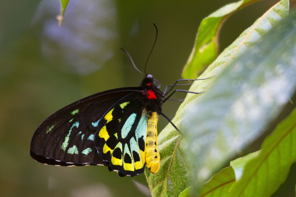 Crater Lakes Rainforest Cottages Yungaburra Εξωτερικό φωτογραφία